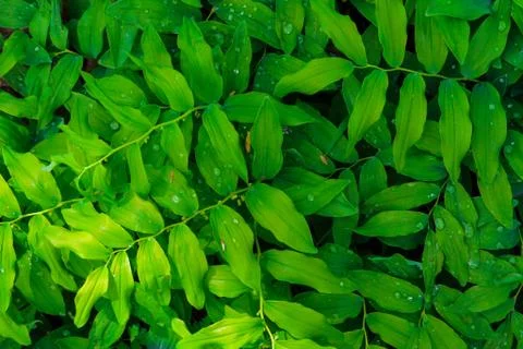 Fresh green leaves pattern Stock Photos