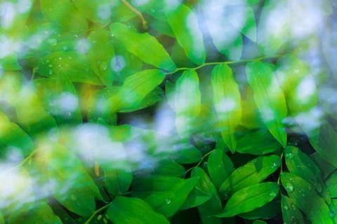 Fresh green leaves pattern Stock Photos