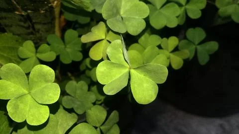 Fresh green leaves Stock Photos