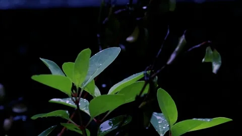Fresh Green Leaves with Rain Drops in Garden. Wet Nature Background Stock Footage 330772411