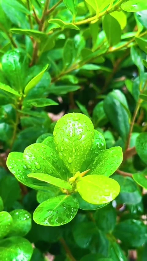 Fresh Green Leaves With Raindrops Close Up 動画素材 344786012