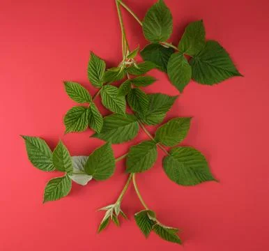Fresh green leaves of raspberry on a red background Foto stock
