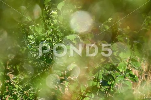 Fresh green leaves shining under sunrays beautiful out of focus background Stock Photos