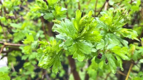 Fresh green leaves of a shrub under the drops of summer rain Stock Footage 196009981