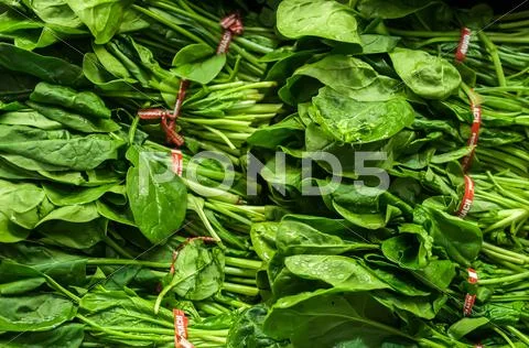 Fresh green leaves spinach Stock Photos