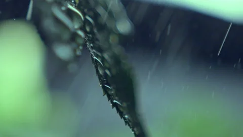 Fresh green leaves sprayed by clean water leaving drops Stock Footage 238936149