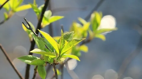 Fresh green leaves in spring Stock Footage 6526136
