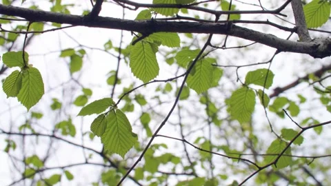 Fresh green leaves in spring Stock Footage 230032873