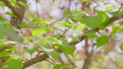 Fresh Green Leaves Sprouting on Branches with Pink Blossoms, Close-up 库存影片 334857298