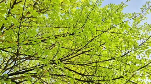 Fresh Green Leaves Sprouting on Tree Branches Against Blue Sky Spring Renewal Video stock 332257648