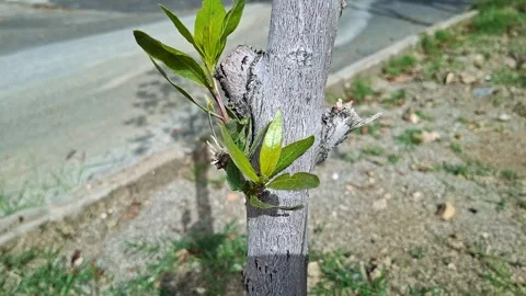 Fresh Green Leaves Sprouting From Tree Trunk Vídeo Stock 334321407