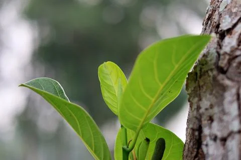 Fresh Green Leaves Sprouting from Tree Trunk Stock Photos