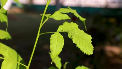 Fresh green leaves on a tree and green background of green leaves and bokeh Stock Footage 142413989