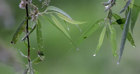 Fresh green leaves under rain with water droplets Vídeos de archivo 246727720