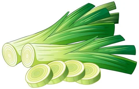 Fresh Green Leek Vector Illustration with Sliced Vegetable Rounds Stock Illustration