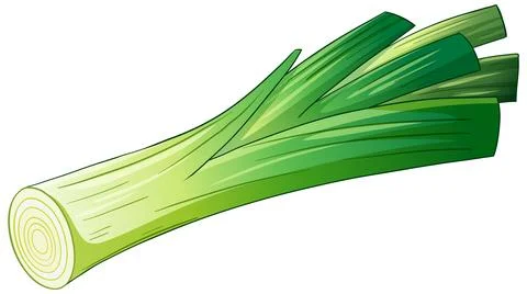 Fresh Green Leek Vegetable Vector Illustration on White Background Stock Illustration