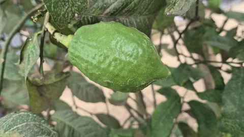Fresh Green Lemon Growing On Tree Branch In Organic Citrus Orchard Close Up Stock Footage 342934160