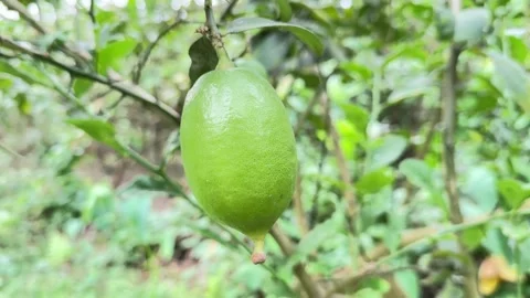 Fresh green lemon hangs temptingly from the branch amid verdant foliage dur.. Stock Footage 310733857