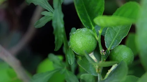 Fresh Green Lemon Tree Vídeo Stock 107189336