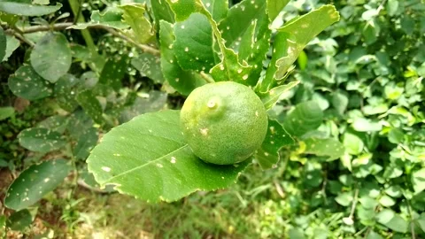 Fresh Green Lemon On Tree. Lemon Production. Stock Footage 196206015