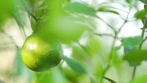 Fresh green lemons on the top of the tree were blown by the wind. 스톡 동영상 253180232