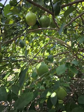 Fresh green lemons in trees Stock Photos