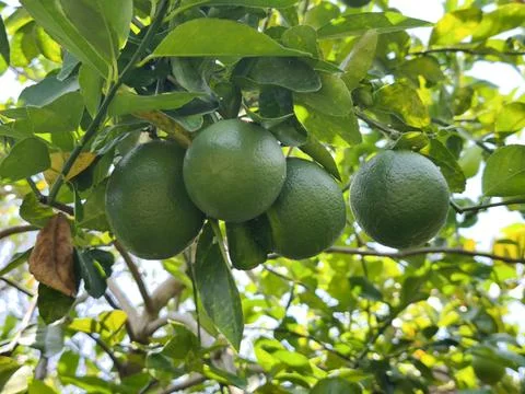 Fresh green lemons in trees Stock Photos