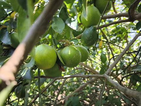Fresh green lemons in trees Stock Photos
