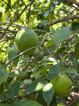 Fresh green lemons in trees Stock Photos