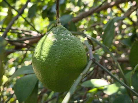 Fresh green lemons in trees Stock Photos