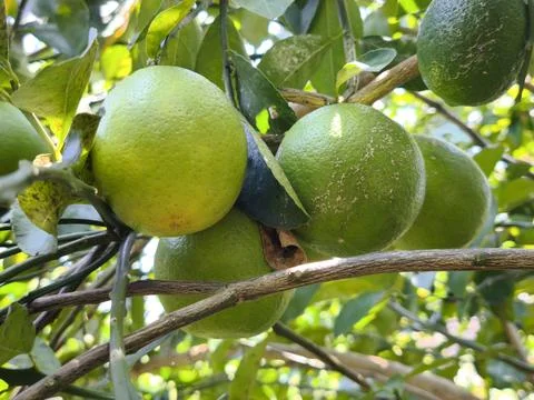 Fresh green lemons in trees Stock Photos