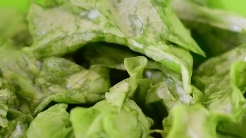 Fresh green lettuce close up Stock Footage 239558398