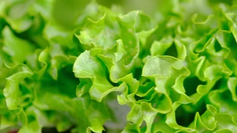 Fresh green lettuce, Close-up. Stock Footage 306960641