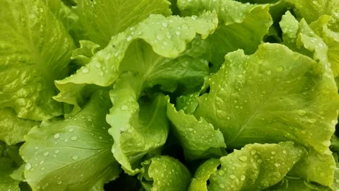 Fresh Green Lettuce with Dew Stock Footage 290080235
