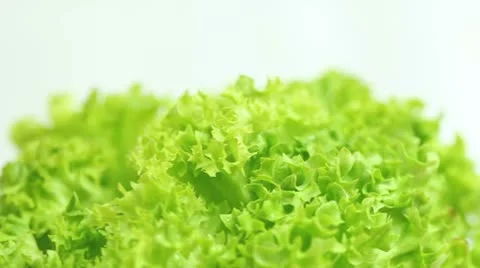 Fresh Green Lettuce Vidéo 8992125