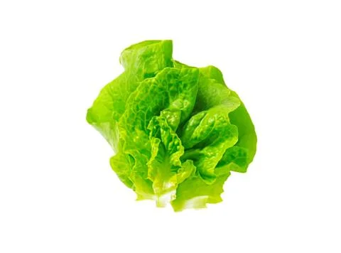 Fresh green lettuce leaf close-up Stock Photos