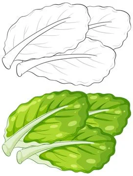 Fresh Green Lettuce Leaves Vector Illustration and Line Art Set Stock Illustration