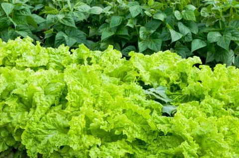 Fresh green lettuce on a patch Stock Photos