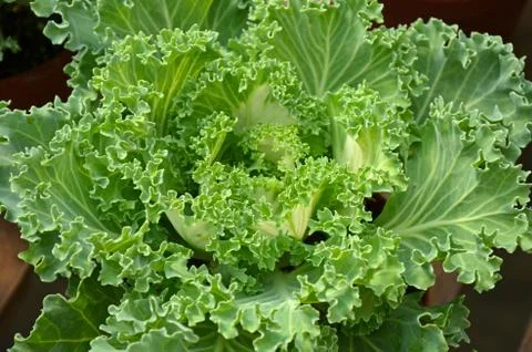 Fresh green lettuce Stock Photos