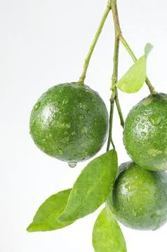 Fresh green lime fruit. A bunch of green lime with leaf on white background Stock Photos