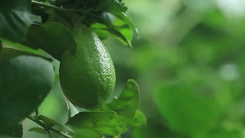 Fresh Green Lime Growing on Tree with Natural Foliage Stock Footage 342089693