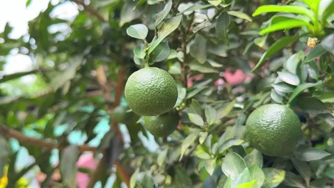 Fresh green limes hanging from tree with lush leaves. video Video stock 315748895