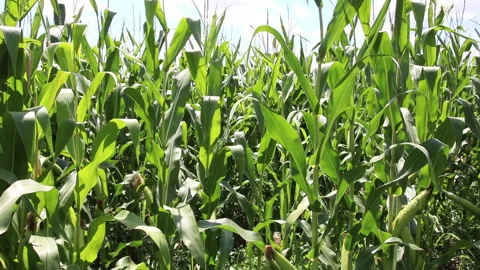 Fresh green maize plants growing in a corn field Stock Footage 340667467