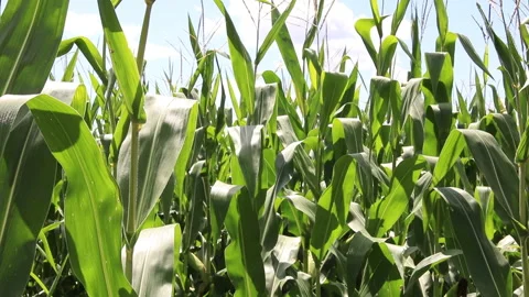 Fresh green maize plants growing in a corn field Stock Footage 340772350