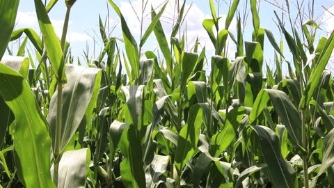 Fresh green maize plants growing in a corn field Stock Footage 340772359