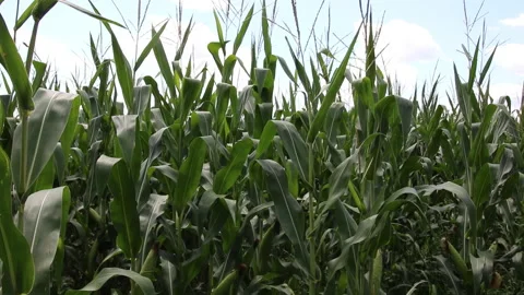 Fresh green maize plants growing in a corn field Stock Footage 340772411