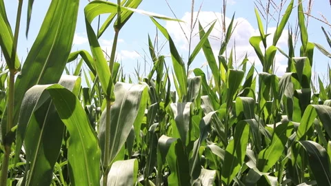 Fresh green maize plants growing in a corn field Stock Footage 340775733