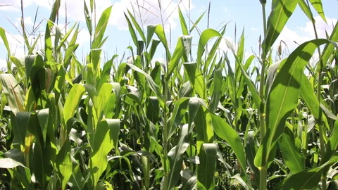 Fresh green maize plants growing in a corn field Stock Footage 340792388