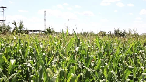 Fresh green maize plants growing in a corn field Stock Footage 340803264