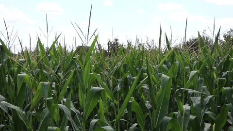 Fresh green maize plants growing in a corn field Stockbeeldmateriaal 340804858